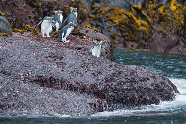 Photo: Rock penguins/Charles Bergman/Shutterstock.com