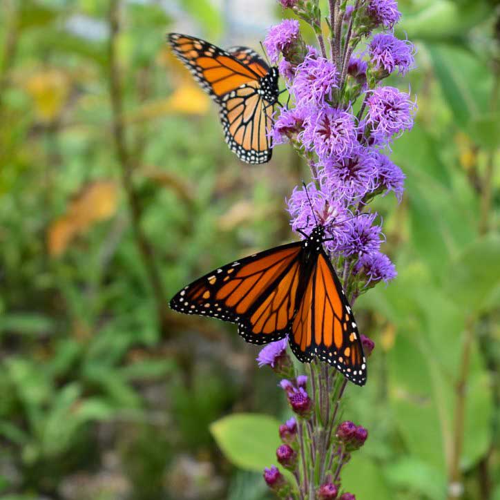 Photo: Lake County Forest Preserves