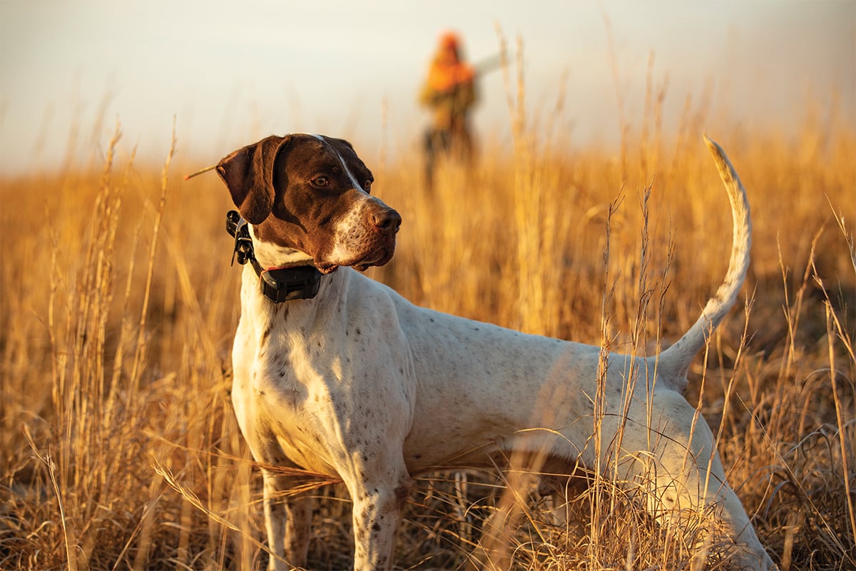 A hunting dog stands in a field; a hunter in orange stands in the background.