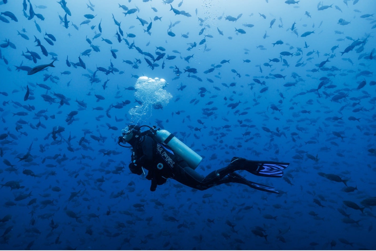 A diver in the ocean surrounded by fish.